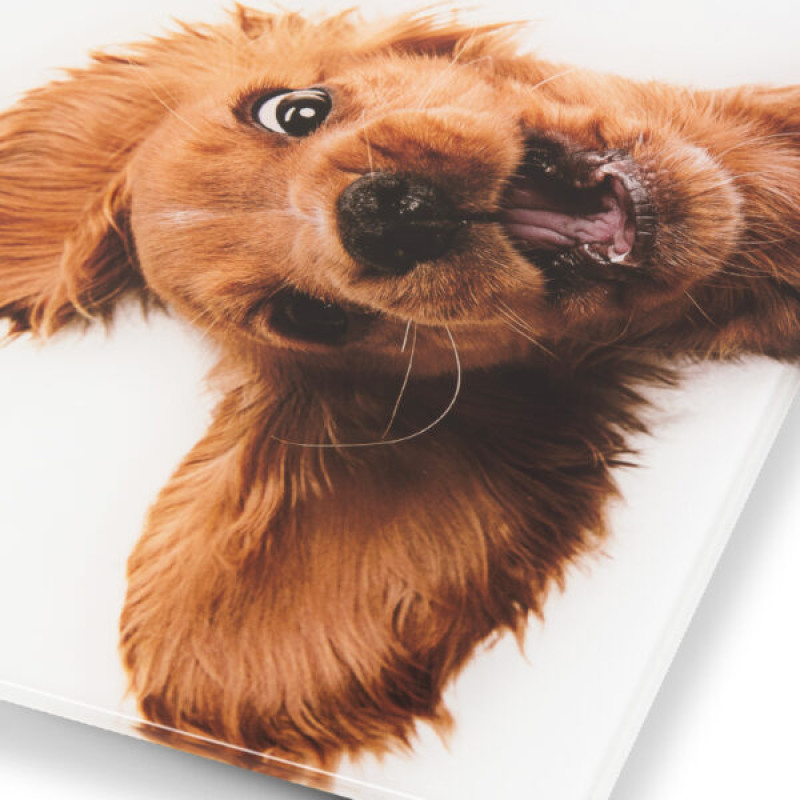 Ваги напольні Zelmer ZBS1010 Crazy dog
